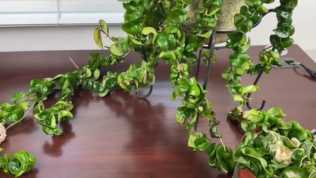 The Best Way To Make Hoyas Grow And Bloom Crazy!!! смотреть онлайн