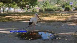 Аист Жорик. Первая встреча