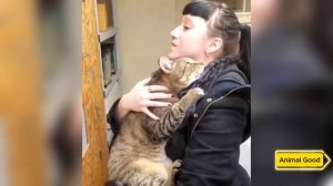 Огромный кот обнял девушку в приюте для животных и не хотел её отпускать