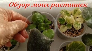 СКОЛЬКО НУЖНО ВРЕМЕНИ, чтобы с листа ПОЛУЧИТЬ ДЕТКУ фиалки!!!