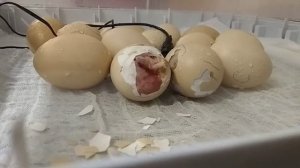 Инкубация 21-й день. Первые наклевы. Ждём!