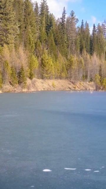 Бобер вернулся. Бобер сделал плотину. #охота #тайга смотреть онлайн