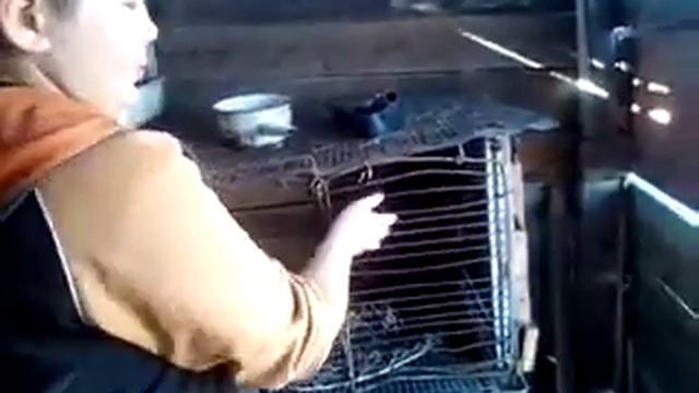 Что нужно для содержания кроликов? смотреть онлайн