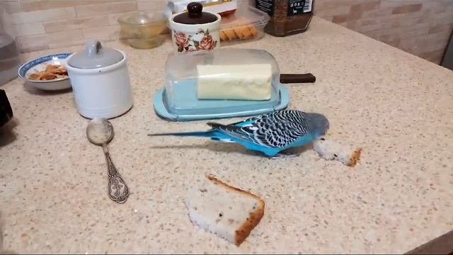 Зверье мое
