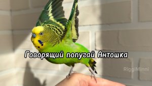 💚 Говорящий волнистый попугай по имени Антошка 💚