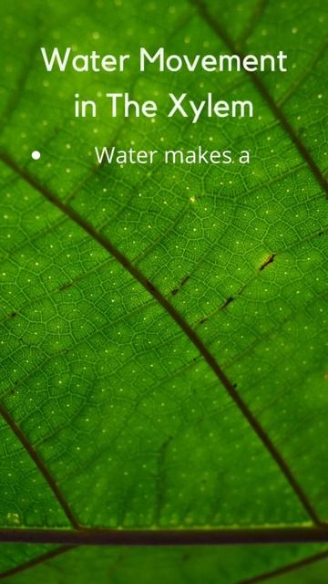 🌴 Water Movement in the Xylem…