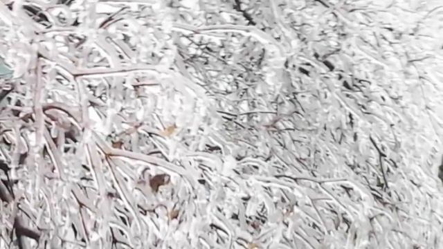Красивые ледяные растения у нас во дворе. смотреть онлайн