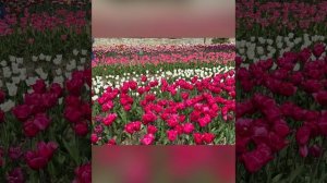 🌷 ПАРАД ТЮЛЬПАНОВ - яркое событие каждой весны! 
Никитский ботанический.сад, Ялта. Любимый Крым!❤️