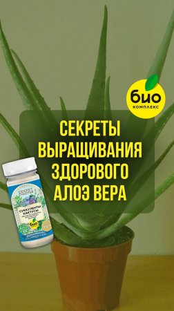 Секреты выращивания здорового алоэ вера