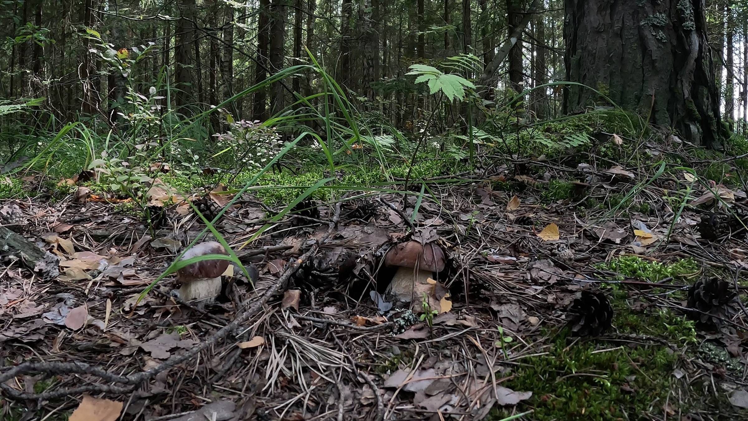 Сбор грибов в лесу: Белые грибы, подосиновики и подберезовики 🌲🍄
