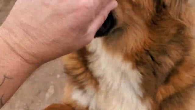 Asian Bear's Noble Asian Bear Harley Quinn and Tesla 8 month update video смотреть онлайн