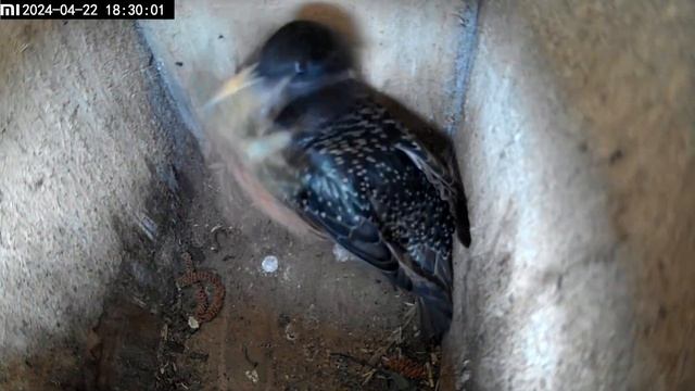 Скворечник 22.04.2024. смотреть онлайн