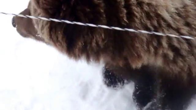 Мишка Мансур (Часть 3) смотреть онлайн