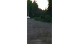 Лось вышел на дорогу и остановил движение