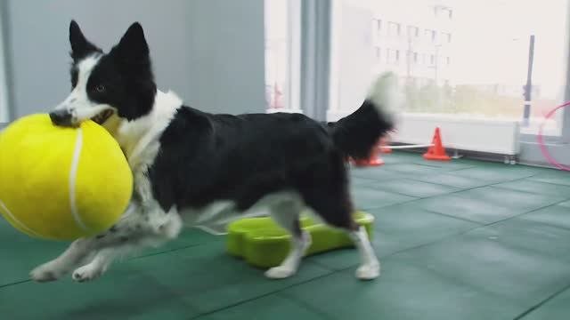 Woof кинологический центр
