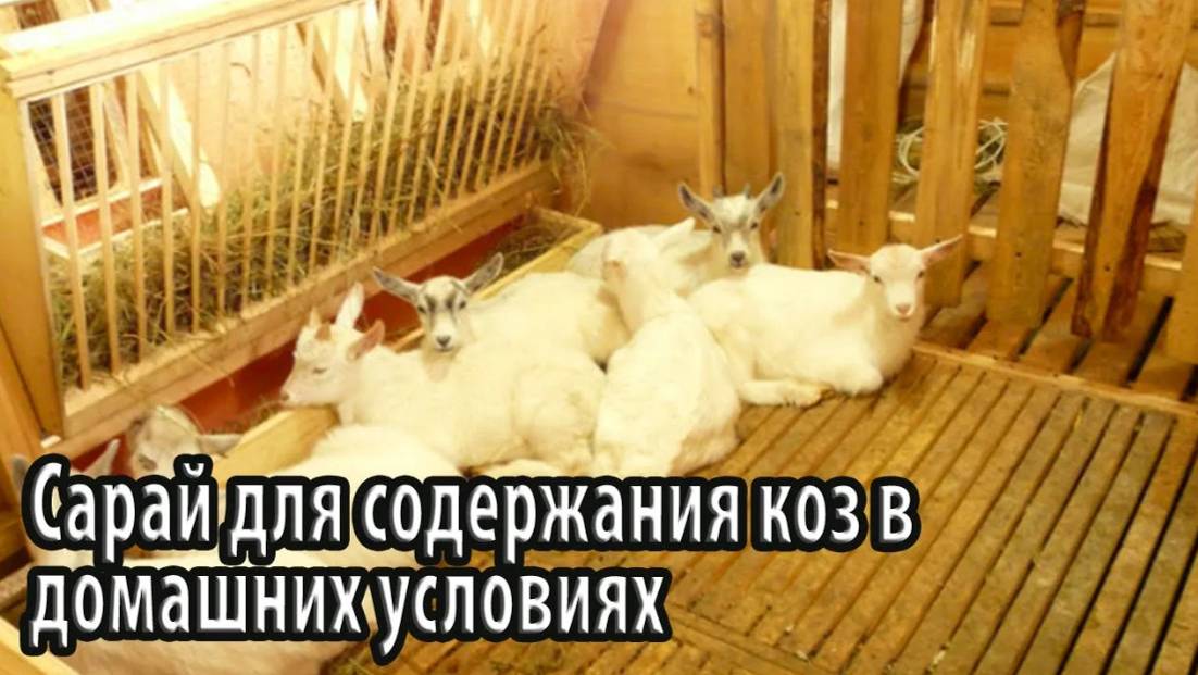 Сарай для содержания коз в домашних условиях