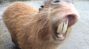 Ка-пи-бааара капибара! Капибара Капибара Капибара!!!!