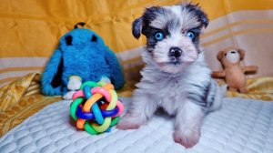 Деймон - мальчик