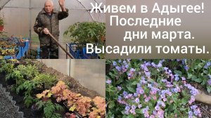 Живем в станице Гиагинской/Работа в саду продолжается/Высадили помидоры в теплице/