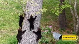 Мужчина спас беременную медведицу, а через 3 года она пришла к нему со своими медвежатами