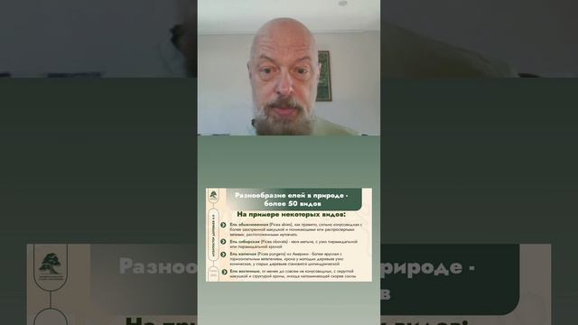 Разнообразие елей в природе
