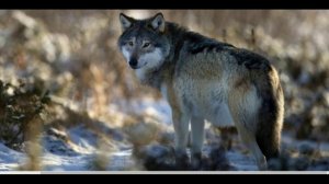 Если духом ты слаб Т.Муцураев