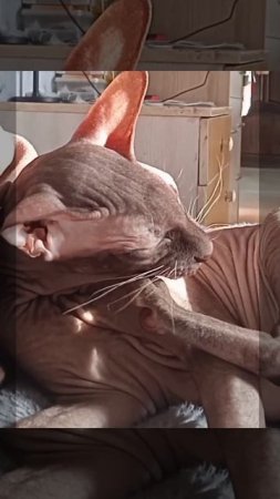 Кот Аватар