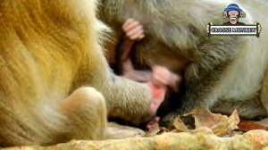 Deep strong cry & cry  shucking scare while Jade try fast pick her up when Jinx try walk out far mo