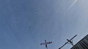 Голуби макеевки