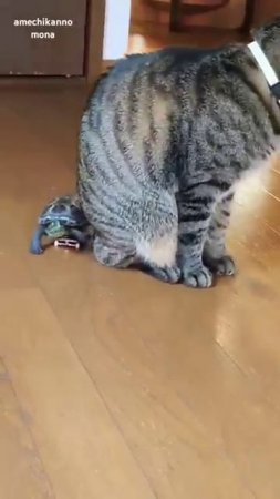 Кошка, которая следует за вами, когда вы перемещаетесь по комнате
