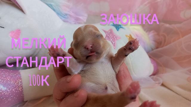 Маленькие карамельки мальтипу