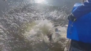 зарыбление