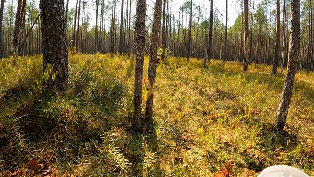 ВОЖЕГА и ВОЖЕГОДСКИЙ РАЙОН – 2024. 12-я серия: ГОРСКОЕ БОЛОТО. смотреть онлайн