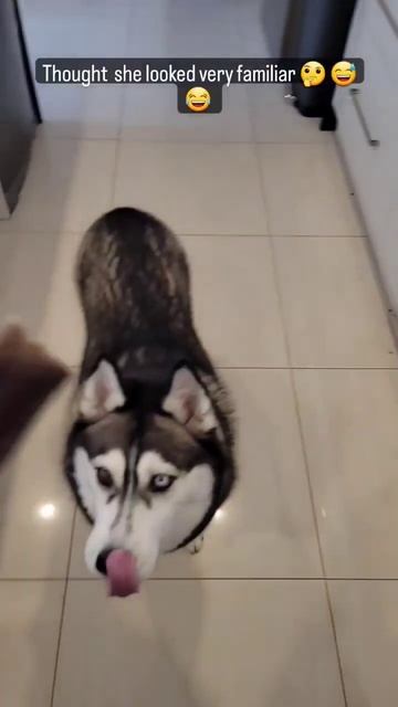 Husky with a full set of head hair🫨🫨🫨🫣 #funny !!!! #dog #husky #cute #doglover #love #fyp #shorts смотреть онлайн