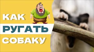 КАК РЕАГИРОВАТЬ НА ПЛОХОЕ ПОВЕДЕНИЕ У СОБАКИ, советы кинолога