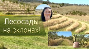 Лесосады на склонах!
