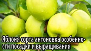 Яблоня сорта антоновка особенности посадки и выращивания