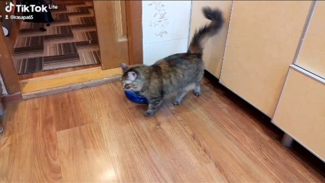 Зверье мое!