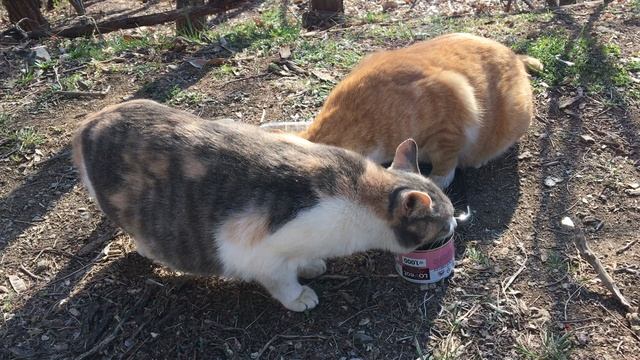 3. 16 참치를 좋아하는 고양이(cats that love tuna, кошка, которая любит тунец)