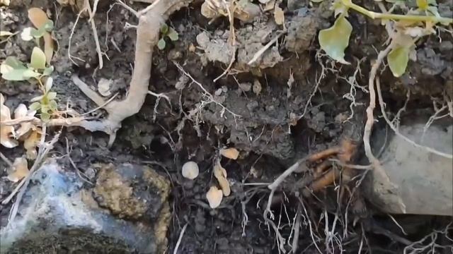 КОСМОС ПАРКА СОХУМ