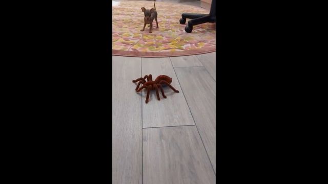 Великий День: Наша Перша Зустріч з Руточкою | Рута's Vlog Епізод 1 смотреть онлайн