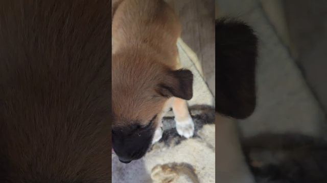 Телепузики где то нашли и притащили козье копытце смотреть онлайн