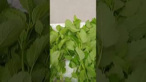 Сушёные травы. Мелисса"Мандариновый аромат".