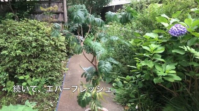 冬越して痛んだ植物の手入れ後の様子【ガジュマル・エバーフレッシュ・ウンベラータ】
