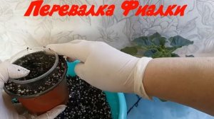 КОГДА ПЕРЕСАЖИВАТЬ ФИАЛКУ НА ПМЖ (постоянное место жительство)