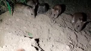 МЫШЬ Звук МЫШЕЙ