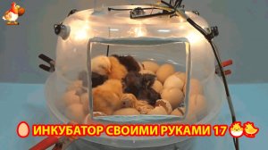 Инкубатор своими руками из подручных материалов и результат инкубации🥚🐣🐤 вариант (17)