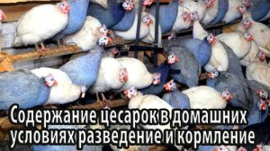 Содержание цесарок в домашних условиях разведение, кормление и уход