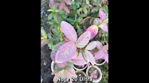 Samsung Galaxy S25 Ultra vs Note 20 Ultra. Сравнение камер в реальной жизни.
