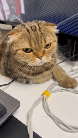Шотландская вислоухая кошка мешает играть 🐱